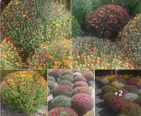 between-the-tracks-flowers-600x