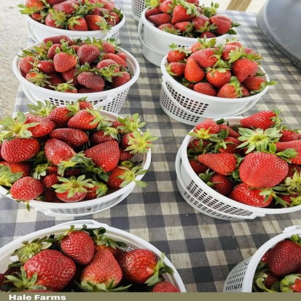 LFM-strawberries-may-8th-600x